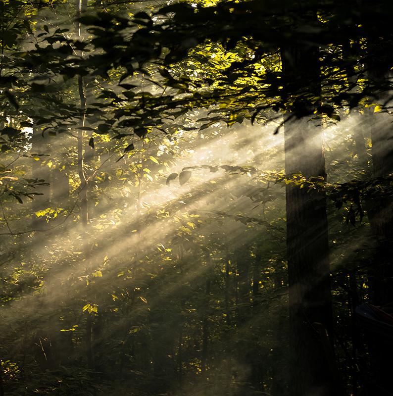 sun coming through dark trees